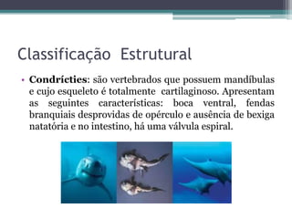 Classificação Estrutural
• Condrícties: são vertebrados que possuem mandíbulas
e cujo esqueleto é totalmente cartilaginoso. Apresentam
as seguintes características: boca ventral, fendas
branquiais desprovidas de opérculo e ausência de bexiga
natatória e no intestino, há uma válvula espiral.
 
