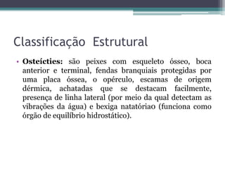 Classificação Estrutural
• Osteícties: são peixes com esqueleto ósseo, boca
anterior e terminal, fendas branquiais protegidas por
uma placa óssea, o opérculo, escamas de origem
dérmica, achatadas que se destacam facilmente,
presença de linha lateral (por meio da qual detectam as
vibrações da água) e bexiga natatória0 (funciona como
órgão de equilíbrio hidrostático).
 