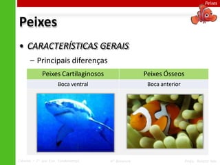 Peixes
Peixes
• CARACTERÍSTICAS GERAIS
– Principais diferenças
Peixes Cartilaginosos Peixes Ósseos
Boca ventral Boca anterior
Ciências – 7º ano Ens. Fundamental 4º Bimestre Profa. Rebeca Vale
 