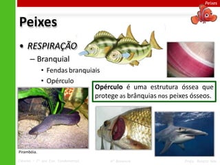 Peixes
Peixes
• RESPIRAÇÃO
– Branquial
• Fendas branquiais
• Opérculo
Opérculo é uma estrutura óssea que
protege as brânquias nos peixes ósseos.
Pirambóia.
Ciências – 7º ano Ens. Fundamental 4º Bimestre Profa. Rebeca Vale
 