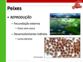 Peixes
Peixes
• REPRODUÇÃO
– Fecundação externa
• Ovos sem casca
– Desenvolvimento indireto
• Larva alevino
Ovos de peixe.
Ciências – 7º ano Ens. Fundamental 4º Bimestre Profa. Rebeca Vale
 