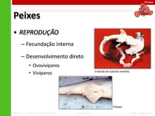 Peixes
Peixes
• REPRODUÇÃO
– Fecundação interna
– Desenvolvimento direto
• Ovovivíparos
• Vivíparos Embrião de tubarão martelo.
Clásper
.
Ciências – 7º ano Ens. Fundamental 4º Bimestre Profa. Rebeca Vale
 