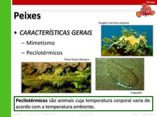 Peixes
Peixes
• CARACTERÍSTICAS GERAIS
– Mimetismo
– Pecilotérmicos
Peixe flauta Alerquin.
Linguado.
Pecilotérmicos são animais cuja temperatura corporal varia de
acordo com a temperatura ambiente.
Dragão-marinho-arbusto.
Ciências – 7º ano Ens. Fundamental 4º Bimestre Profa. Rebeca Vale
 
