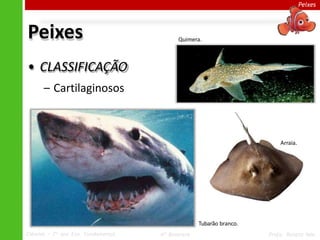 Peixes
Peixes
• CLASSIFICAÇÃO
– Cartilaginosos
Tubarão branco.
Arraia.
Quimera.
Ciências – 7º ano Ens. Fundamental 4º Bimestre Profa. Rebeca Vale
 