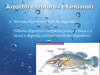 

Sistema digestivo e tipo de digestão:
Sistema digestivo completo( possui a boca e o
ânus) e digestão extracelular(tubo digestivo).

 