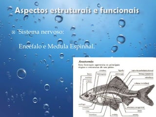 

Sistema nervoso:
Encéfalo e Medula Espinhal.

 