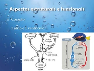 

Coração:
1 átrio e 1 ventrículo:

 