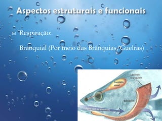 

Respiração:
Branquial (Por meio das Brânquias/Guelras)

 