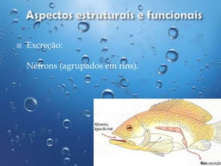 

Excreção:
Néfrons (agrupados em rins).

 