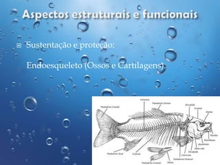 

Sustentação e proteção:
Endoesqueleto (Ossos e Cartilagens).

 