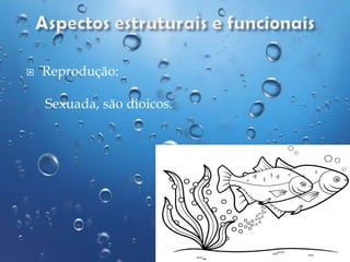 

Reprodução:
Sexuada, são dioicos.

 