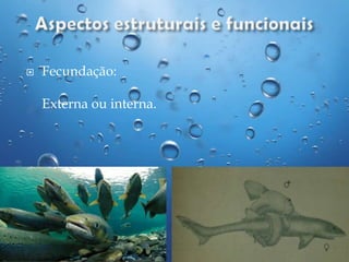 

Fecundação:
Externa ou interna.

 