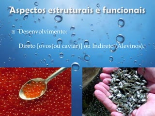 

Desenvolvimento:
Direto [ovos(ou caviar)] ou Indireto (Alevinos).

 