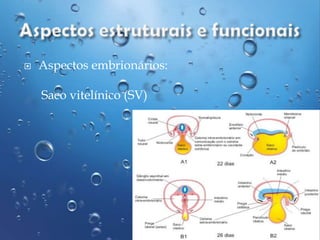 

Aspectos embrionários:
Saco vitelínico (SV)

 