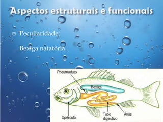 

Peculiaridade:
Bexiga natatória.

 