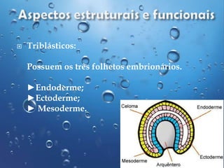

Triblásticos:
Possuem os três folhetos embrionários.
►Endoderme;
►Ectoderme;
► Mesoderme.

 