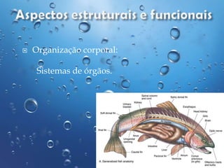 

Organização corporal:
Sistemas de órgãos.

 