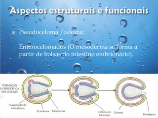 

Pseudoceloma /celoma:
Enterocelomados (O mesoderma se forma a
partir de bolsas do intestino embrionário).

 