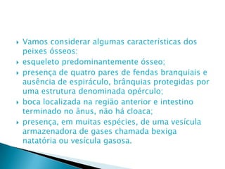 Vamos considerar algumas características dos peixes ósseos:esqueleto predominantemente ósseo;presença de quatro pares de fendas branquiais e ausência de espiráculo, brânquias protegidas por uma estrutura denominada opérculo;boca localizada na região anterior e intestino terminado no ânus, não há cloaca;presença, em muitas espécies, de uma vesícula armazenadora de gases chamada bexiga natatória ou vesícula gasosa.