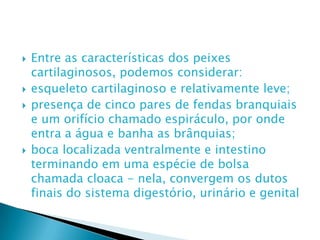 Entre as características dos peixes cartilaginosos, podemos considerar:esqueleto cartilaginoso e relativamente leve;presença de cinco pares de fendas branquiais e um orifício chamado espiráculo, por onde entra a água e banha as brânquias;boca localizada ventralmente e intestino terminando em uma espécie de bolsa chamada cloaca - nela, convergem os dutos finais do sistema digestório, urinário e genital