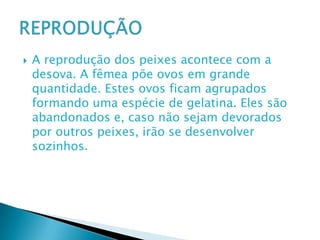 A reprodução dos peixes acontece com a desova. A fêmea põe ovos em grande quantidade. Estes ovos ficam agrupados formando uma espécie de gelatina. Eles são abandonados e, caso não sejam devorados por outros peixes, irão se desenvolver sozinhos. REPRODUÇÃO