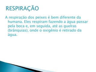 A respiração dos peixes é bem diferente da humana. Eles respiram fazendo a água passar pela boca e, em seguida, até as guelras (brânquias), onde o oxigênio é retirado da água.RESPIRAÇÃO