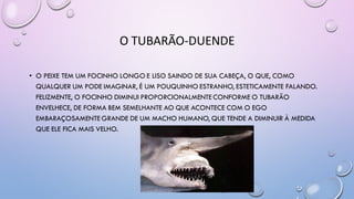 O TUBARÃO-DUENDE
• O PEIXE TEM UM FOCINHO LONGO E LISO SAINDO DE SUA CABEÇA, O QUE, COMO
QUALQUER UM PODE IMAGINAR, É UM POUQUINHO ESTRANHO, ESTETICAMENTE FALANDO.
FELIZMENTE, O FOCINHO DIMINUI PROPORCIONALMENTE CONFORME O TUBARÃO
ENVELHECE, DE FORMA BEM SEMELHANTE AO QUE ACONTECE COM O EGO
EMBARAÇOSAMENTE GRANDE DE UM MACHO HUMANO, QUE TENDE A DIMINUIR À MEDIDA
QUE ELE FICA MAIS VELHO.
 