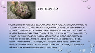 O PEIXE-PEDRA
• ROCHAS PODE SER PERIGOSAS SE JOGADAS COM MUITA FORÇA NA DIREÇÃO DO ROSTO DE
ALGUÉM, MAS NÃO SÃO NADA EM COMPARAÇÃO COM OS PEIXES QUE SE PARECEM COM
ROCHAS. O PEIXE-PEDRA É UM DOS PEIXES MAIS VENENOSOS DO MUNDO E NÃO É PRECISO
IR ASSIM TÃO LONGE PARA TOPAR COM UM, JÁ QUE ELES VIVEM NA COSTA DO CARIBE E DO
ESTADO NORTE-AMERICANO DA FLÓRIDA, ASSIM COMO NA REGIÃO INDO-PACÍFICA. O
VENENO DO PEIXE-PEDRA PODE ATÉ MESMO SER FATAL PARA OS SERES HUMANOS SE A
FERIDA NÃO FOR TRATADA. ALÉM DISSO, UMA FERROADA DESSE BICHO É CERTAMENTE
INESQUECÍVEL: ESTÁ ENTRE AS MAIS DOLORIDAS DO MUNDO E A SENSAÇÃO AGONIANTE
NÃO PODE SER AMENIZADA NEM MESMO COM MORFINA.
 