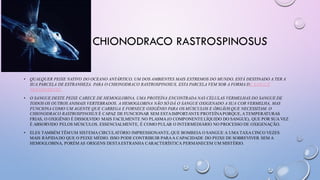 CHIONODRACO RASTROSPINOSUS
• QUALQUER PEIXE NATIVO DO OCEANO ANTÁRTICO, UM DOS AMBIENTES MAIS EXTREMOS DO MUNDO, ESTÁ DESTINADO A TER A
SUA PARCELA DE ESTRANHEZA. PARA O CHIONODRACO RASTROSPINOSUS, ESTA PARCELA VEM SOB A FORMA DE SANGUE
TRANSPARENTE.
• O SANGUE DESTE PEIXE CARECE DE HEMOGLOBINA, UMA PROTEÍNA ENCONTRADA NAS CÉLULAS VERMELHAS DO SANGUE DE
TODOS OS OUTROS ANIMAIS VERTEBRADOS. A HEMOGLOBINA NÃO SÓ DÁ O SANGUE OXIGENADO A SUA COR VERMELHA, MAS
FUNCIONA COMO UM AGENTE QUE CARREGA E FORNECE OXIGÊNIO PARA OS MÚSCULOS E ÓRGÃOS QUE NECESSITAM. O
CHIONODRACO RASTROSPINOSUS É CAPAZ DE FUNCIONAR SEM ESTAIMPORTANTE PROTEÍNAPORQUE, ATEMPERATURAS
FRIAS, O OXIGÊNIO É DISSOLVIDO MAIS FACILMENTE NO PLASMA (O COMPONENTE LÍQUIDO DO SANGUE), QUE POR SUA VEZ
É ABSORVIDO PELOS MÚSCULOS. ESSENCIALMENTE, É COMO PULAR O INTERMEDIÁRIO NO PROCESSO DE OXIGENAÇÃO.
• ELES TAMBÉM TÊM UM SISTEMA CIRCULATÓRIO IMPRESSIONANTE, QUE BOMBEIA O SANGUE A UMA TAXA CINCO VEZES
MAIS RÁPIDADO QUE O PEIXE MÉDIO. ISSO PODE CONTRIBUIR PARAA CAPACIDADE DO PEIXE DE SOBREVIVER SEM A
HEMOGLOBINA, PORÉM AS ORIGENS DESTAESTRANHA CARACTERÍSTICA PERMANECEM UM MISTÉRIO.
 