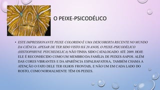 O PEIXE-PSICODÉLICO
• ESTE IMPRESSIONANTE PEIXE COLORIDO É UMA DESCOBERTA RECENTE NO MUNDO
DA CIÊNCIA. APESAR DE TER SIDO VISTO HÁ 20 ANOS, O PEIXE-PSICODÉLICO
(HISTIOPHRYNE PSYCHEDELICA) NÃO TINHA SIDO CATALOGADO ATÉ 2009. HOJE
ELE É RECONHECIDO COMO UM MEMBRO DA FAMÍLIA DE PEIXES-SAPOS. ALÉM
DAS CORES VIBRANTES E DAAPARÊNCIA ESPALHAFATOSA, TAMBÉM CHAMA A
ATENÇÃO O FATO DELE TER OLHOS FRONTAIS, E NÃO UM EM CADA LADO DO
ROSTO, COMO NORMALMENTE TÊM OS PEIXES.
 