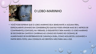 O LOBO-MARINHO
• VOCÊ PODE ESPERAR QUE O LOBO-MARINHO SEJA SEMELHANTE A ALGUMA FERA,
ESPECIALMENTE LEVANDO EM CONSIDERAÇÃO QUE ELE PODE ATINGIR MAIS DE 2 METROS DE
COMPRIMENTO, CONTUDO, NA VERDADE, O ESQUISITÃO É BEM MANSO. O LOBO-MARINHO
SE ESCONDE EM CANTOS E CAVERNAS AO LONGO DO FUNDO DO OCEANO, SE
ALIMENTANDO DE INVERTEBRADOS DE CARAPAÇA DURA, COMO MOLUSCOS. JULGANDO A
PARTIR DESTA FOTO, UMA CONSULTA AO DENTISTA NÃO FARIA MAL A ELE.
 