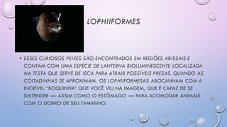 LOPHIIFORMES
• ESSES CURIOSOS PEIXES SÃO ENCONTRADOS EM REGIÕES ABISSAIS E
CONTAM COM UMA ESPÉCIE DE LANTERNA BIOLUMINESCENTE LOCALIZADA
NA TESTA QUE SERVE DE ISCA PARA ATRAIR POSSÍVEIS PRESAS. QUANDO AS
COITADINHAS SE APROXIMAM, OS LOPHIIFORMESAS ABOCANHAM COM A
INCRÍVEL “BOQUINHA” QUE VOCÊ VIU NA IMAGEM, QUE É CAPAZ DE SE
DISTENDER — ASSIM COMO O ESTÔMAGO — PARA ACOMODAR ANIMAIS
COM O DOBRO DE SEU TAMANHO.
 