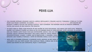PEIXE-LUA
• COM GRANDES ESPÉCIMES ATINGINDO MAIS DE 4 METROS VERTICALMENTE E PESANDO MAIS DE 2 TONELADAS, O PEIXE-LUA É O PEIXE
ÓSSEO MAIS PESADO CONHECIDO NO MUNDO. MAIS PARECIDO COM UM DIRIGÍVEL DO QUE COM UM ANIMAL, ESTE GIGANTE SEM
ESCAMAS É COBERTO POR UMA PELE GROSSA E ELÁSTICA, QUE É CONHECIDA POR HOSPEDAR MAIS DE 40 PARASITAS DIFERENTES –
TANTOS, QUE ALGUNS DE SEUS PARASITAS TÊM PARASITAS.
• UM ÚNICO PEIXE-LUA FÊMEA PODE PRODUZIR ATÉ 300 MILHÕES DE OVOS POR NINHADA. ISSO MESMO QUE VOCÊ OUVIU: TREZENTOS
MILHÕES. ISTO GARANTE À ESPÉCIE UM LUGAR AO SOL NO GUINNESS BOOK OF WORLD RECORDS. APÓS A ECLOSÃO, OS MILHÕES DE
MINI-LUAS PARECEM MUITO POUCO COM SUAS CONTRAPARTES ADULTAS. COM UMA BARBATANA PRIMORDIAL CAUDAL, NADADEIRAS
PEITORAIS LARGAS E ESPINHOS ESPALHADOS PELO CORPO, PEIXES-LUA LARVAIS PARECEM MUITO COM SEUS PARENTES
TETRAODONTIFORMES, O BAIACU. À MEDIDA QUE SE DESENVOLVEM, A NADADEIRA CAUDAL SE CURVA PARA DENTRO E A CLAVUS (AQUELE
ESTRANHO LEME TRASEIRO) É FORMADA A PARTIR DE EXTENSÕES DORSAL E ANAL DOS RAIOS DA BARBATANA.
• AINDA NÃO O CONSIDERA ESTRANHO O SUFICIENTE? ENTÃO ADICIONE UM BICO NESSE PEIXE. OS PEIXES-LUA USAM SEU BICO FUNDIDO
JUNTAMENTE COM UMA FORTE SUCÇÃO PARA MANIPULAR PRESAS , E DEIXAM QUE OS DENTES DA FARINGE, PLACAS SEMELHANTES A
GARRAS QUE EXISTEM EM SUAS GARGANTAS, FAÇAM A MASTIGAÇÃO.
 