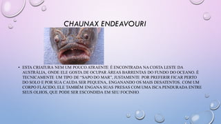 CHAUNAX ENDEAVOURI
• ESTA CRIATURA NEM UM POUCO ATRAENTE É ENCONTRADA NA COSTA LESTE DA
AUSTRÁLIA, ONDE ELE GOSTA DE OCUPAR ÁREAS BARRENTAS DO FUNDO DO OCEANO. É
TECNICAMENTE UM TIPO DE “SAPO DO MAR”, JUSTAMENTE POR PREFERIR FICAR PERTO
DO SOLO E POR SUA CAUDA SER PEQUENA, ENGANANDO OS MAIS DESATENTOS. COM UM
CORPO FLÁCIDO, ELE TAMBÉM ENGANA SUAS PRESAS COM UMA ISCA PENDURADA ENTRE
SEUS OLHOS, QUE PODE SER ESCONDIDA EM SEU FOCINHO.
 