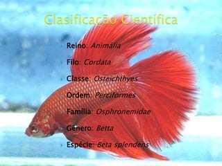  Reino: Animália
 Filo: Cordata
 Classe: Osteichthyes
 Ordem: Perciformes
 Família: Osphronemidae
 Gênero: Betta
 Espécie: Beta splendens
 