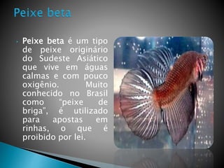 • Peixe beta é um tipo
de peixe originário
do Sudeste Asiático
que vive em águas
calmas e com pouco
oxigênio. Muito
conhecido no Brasil
como “peixe de
briga”, é utilizado
para apostas em
rinhas, o que é
proibido por lei.
 