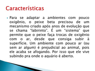  Para se adaptar a ambientes com pouco
oxigênio, o peixe beta precisou de um
mecanismo criado após anos de evolução que
se chama “labirinto”. É um “sistema” que
permite que o peixe faça trocas de oxigênio
com o ar, desde que consiga subir à
superfície. Um ambiente com pouco ar (ou
sem ar algum) é prejudicial ao animal, pois
ele acaba se afogando. Por isso que ele vive
subindo pra onde o aquário é aberto.
 