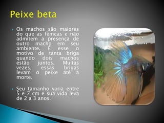  Os machos são maiores
do que as fêmeas e não
admitem a presença de
outro macho em seu
ambiente. É esse o
motivo de tanta briga
quando dois machos
estão juntos. Muitas
vezes, essas brigas
levam o peixe até a
morte.
 Seu tamanho varia entre
5 e 7 cm e sua vida leva
de 2 a 3 anos.
 