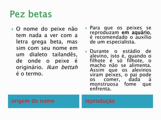 origem do nome reprodução
 O nome do peixe não
tem nada a ver com a
letra grega beta, mas
sim com seu nome em
um dialeto tailandês,
de onde o peixe é
originário. Ikan bettah
é o termo.
 Para que os peixes se
reproduzam em aquário,
é recomendado o auxílio
de um especialista.
 Durante o estádio de
alevino, isto é, quando o
filhote é só filhote, o
macho não se alimenta.
Assim que os alevinos
viram peixes, o pai pode
os comer, dada à
monstruosa fome que
enfrenta.
 