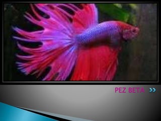PEZ BETA
 
