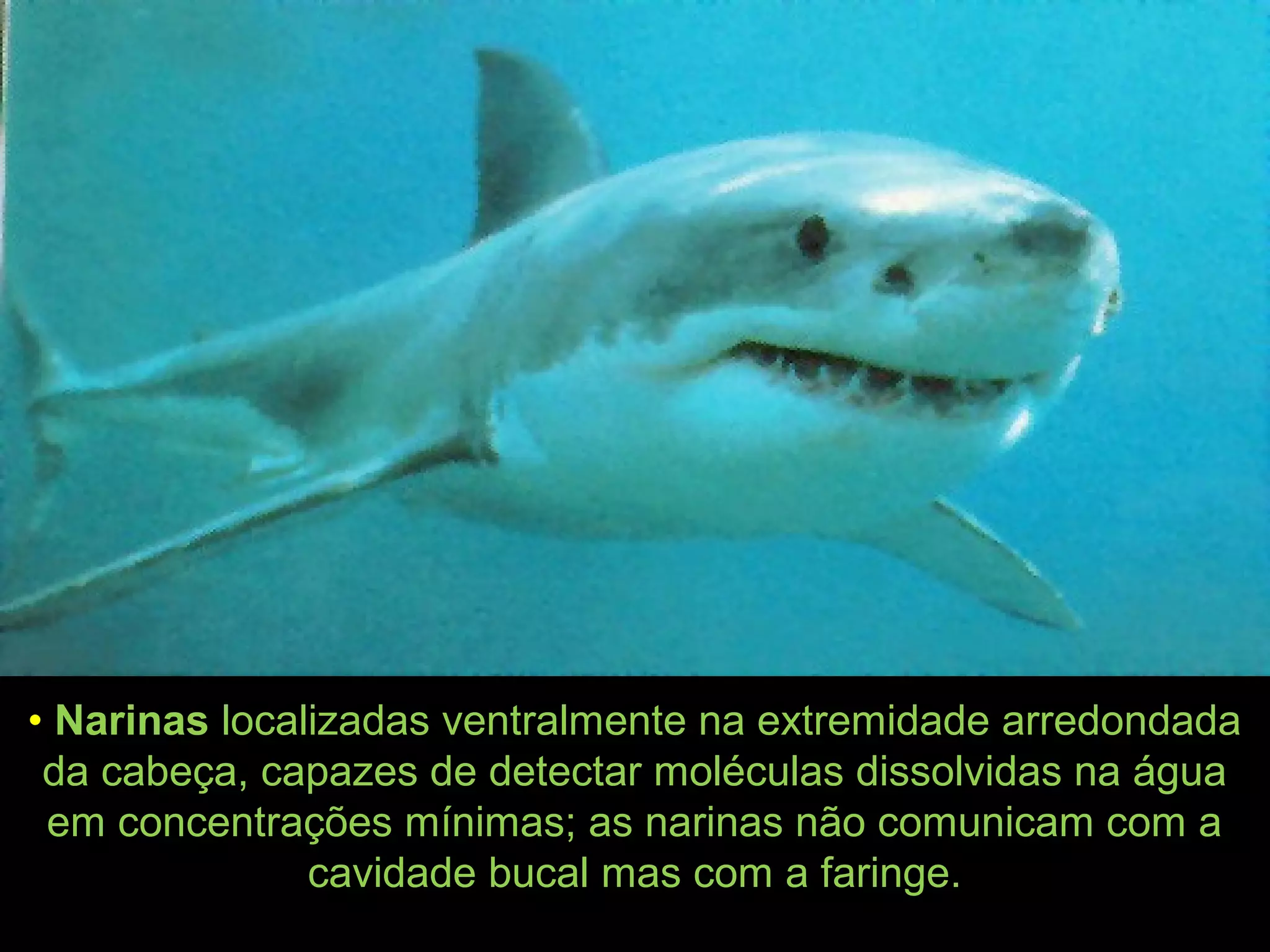 • Narinas localizadas ventralmente na extremidade arredondada
da cabeça, capazes de detectar moléculas dissolvidas na água
em concentrações mínimas; as narinas não comunicam com a
cavidade bucal mas com a faringe.
 