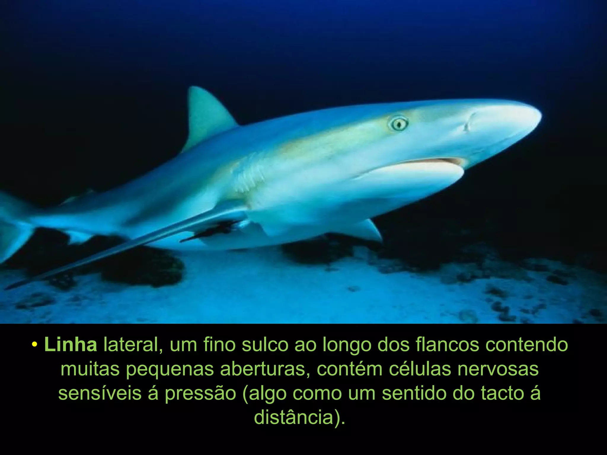 • Linha lateral, um fino sulco ao longo dos flancos contendo
muitas pequenas aberturas, contém células nervosas
sensíveis á pressão (algo como um sentido do tacto á
distância).
 