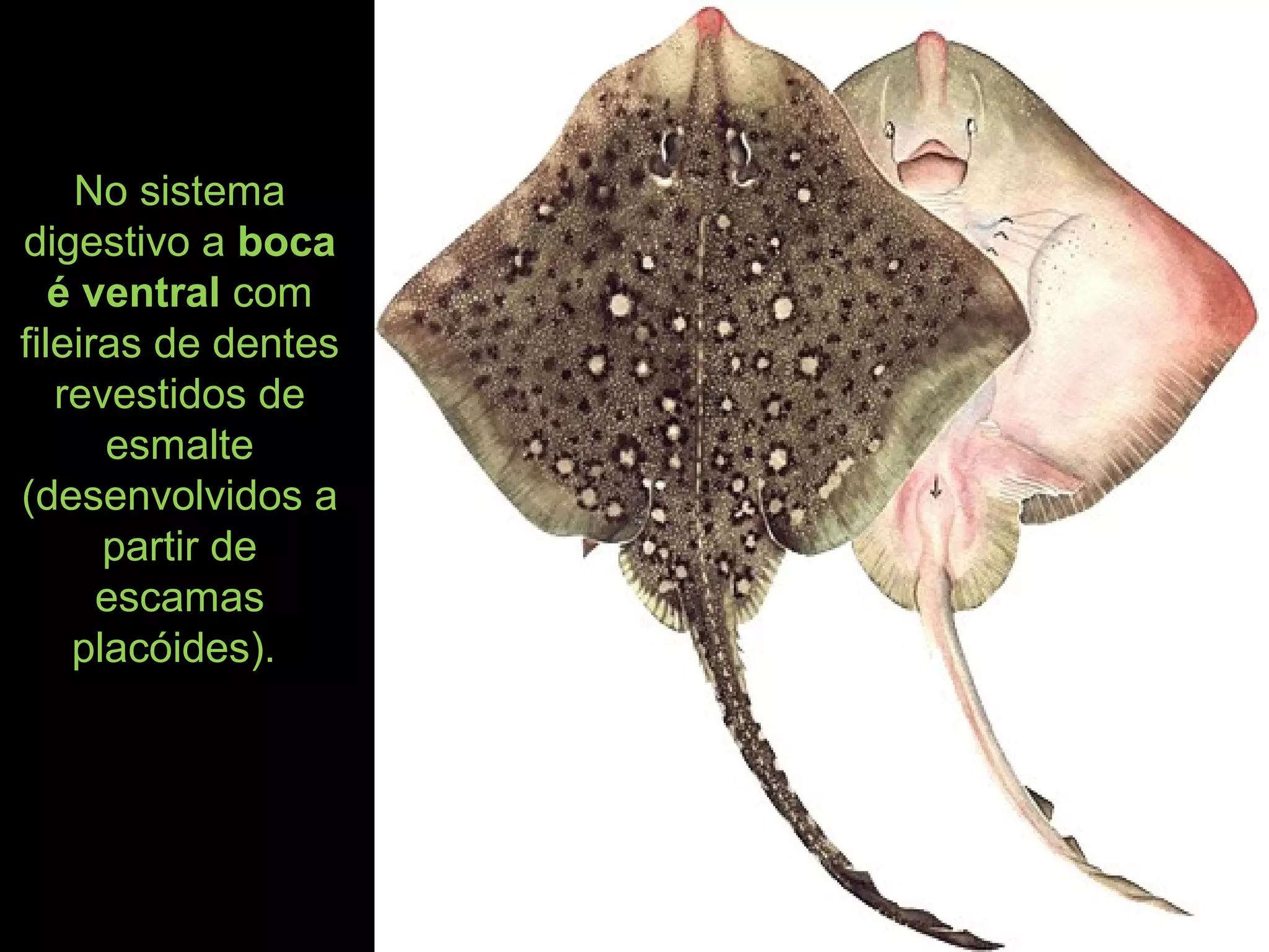 No sistema
digestivo a boca
é ventral com
fileiras de dentes
revestidos de
esmalte
(desenvolvidos a
partir de
escamas
placóides).
 