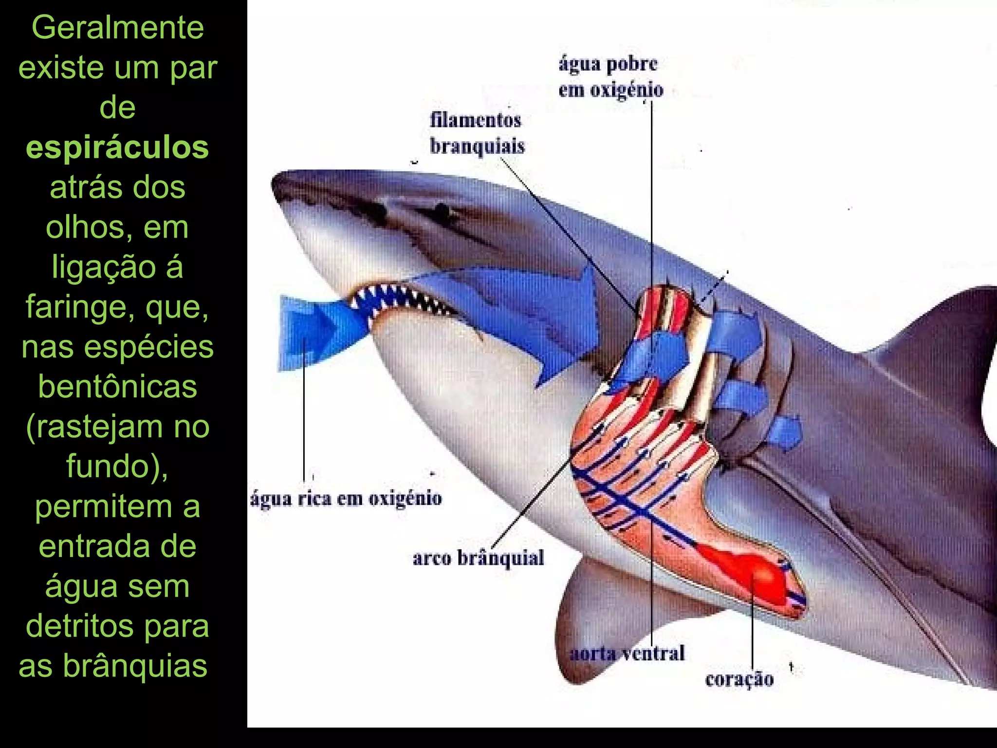 Geralmente
existe um par
de
espiráculos
atrás dos
olhos, em
ligação á
faringe, que,
nas espécies
bentônicas
(rastejam no
fundo),
permitem a
entrada de
água sem
detritos para
as brânquias
 