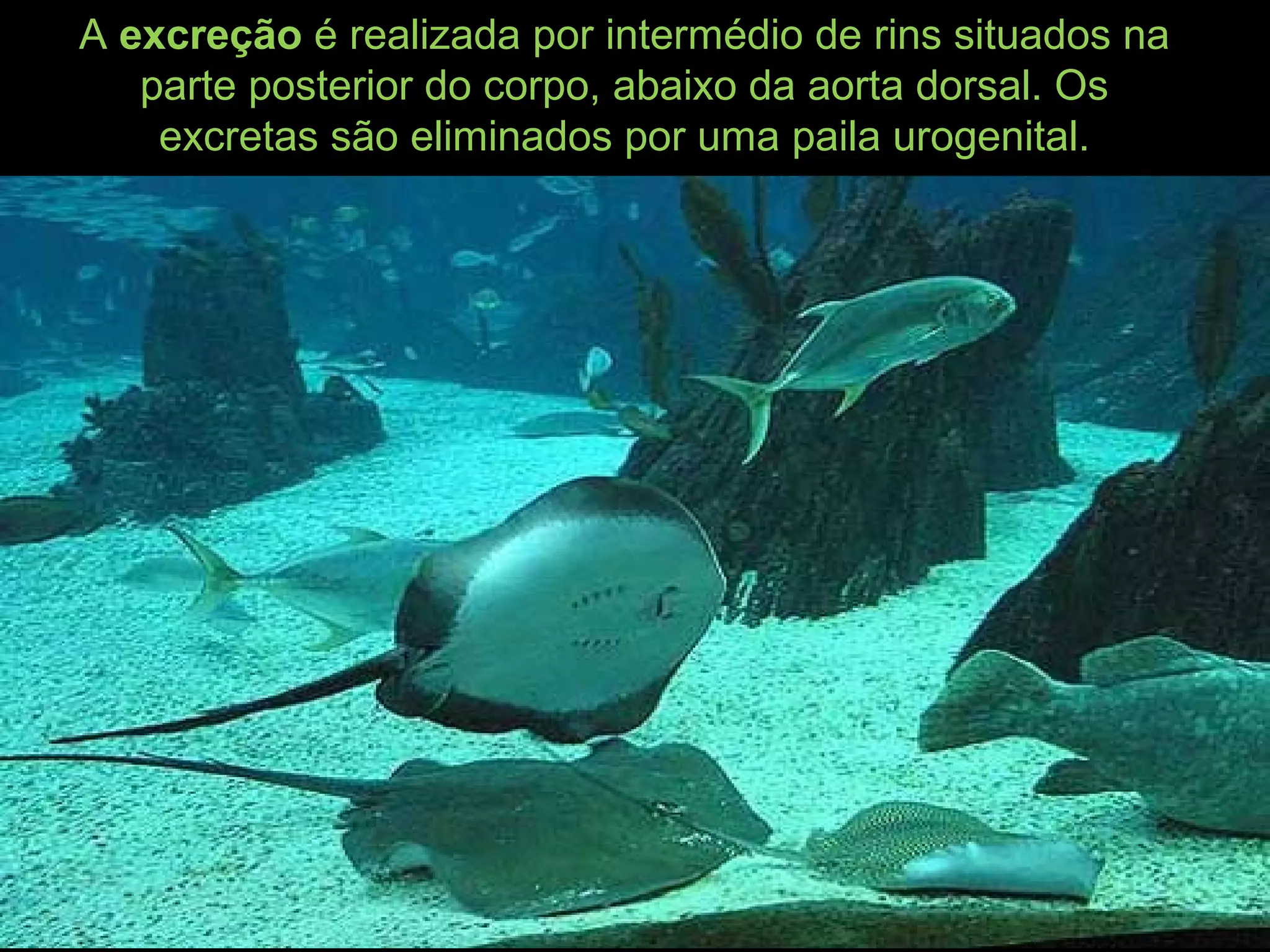 A excreção é realizada por intermédio de rins situados na
parte posterior do corpo, abaixo da aorta dorsal. Os
excretas são eliminados por uma paila urogenital.
 