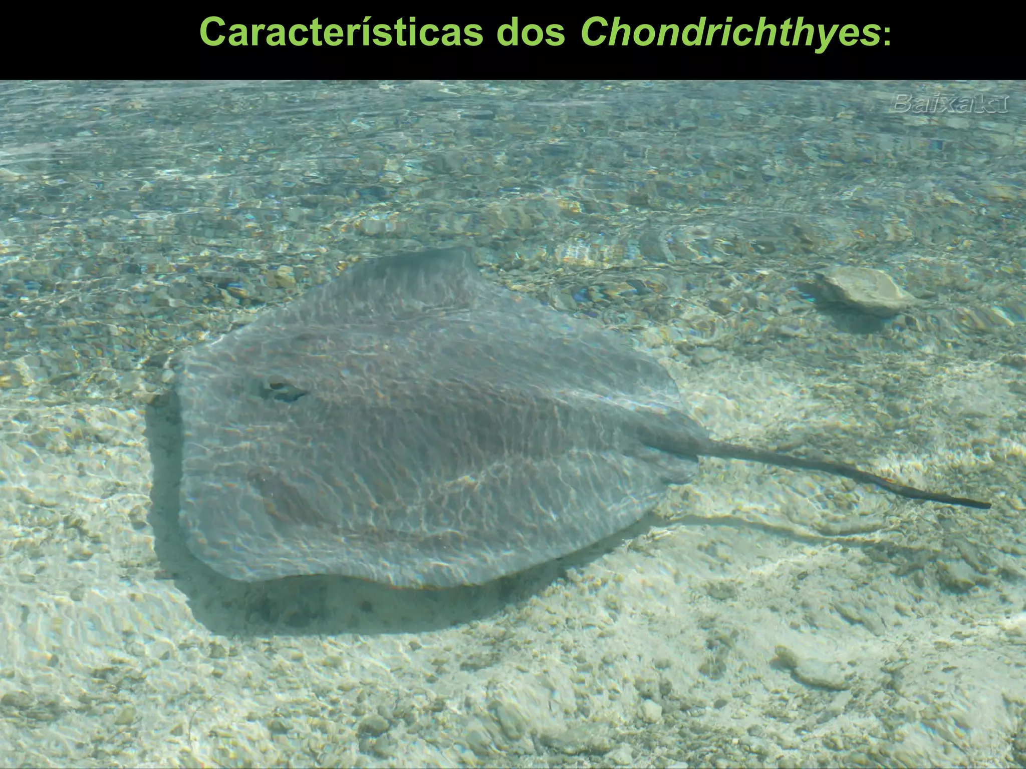 Características dos Chondrichthyes:
 