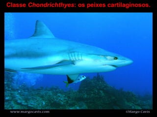 Classe Chondrichthyes: os peixes cartilaginosos.
 