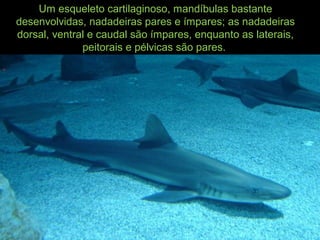 Um esqueleto cartilaginoso, mandíbulas bastante
desenvolvidas, nadadeiras pares e ímpares; as nadadeiras
dorsal, ventral e caudal são ímpares, enquanto as laterais,
peitorais e pélvicas são pares.
 