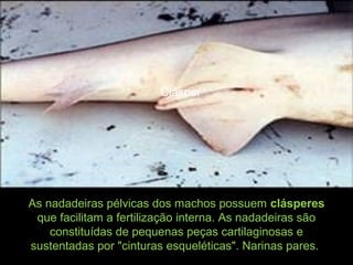 As nadadeiras pélvicas dos machos possuem clásperes
que facilitam a fertilização interna. As nadadeiras são
constituídas de pequenas peças cartilaginosas e
sustentadas por "cinturas esqueléticas". Narinas pares.
Clásper
 