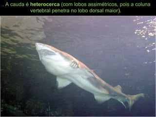 . A cauda é heterocerca (com lobos assimétricos, pois a coluna
vertebral penetra no lobo dorsal maior).
 